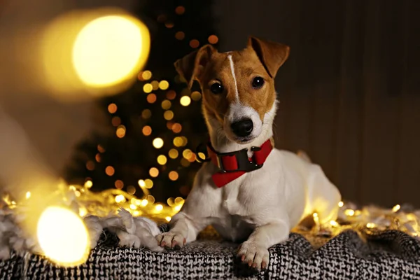 Chiot drôle avec des taches de fourrure marron sur le visage à la maison avec décor de Noël . — Photo