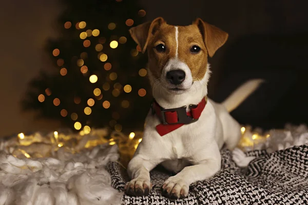 Chiot drôle avec des taches de fourrure marron sur le visage à la maison avec décor de Noël . — Photo