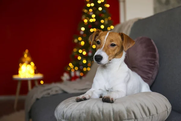 Funny puppy with brown fur stains on face at home with christmas decor. — Stock Photo, Image