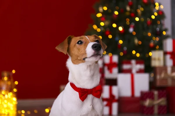 성탄절 장식 이 있는 갈색 털 자국 이 있는 강아지 얼굴에 크리스마스 장식 이 있는 강아지. — 스톡 사진
