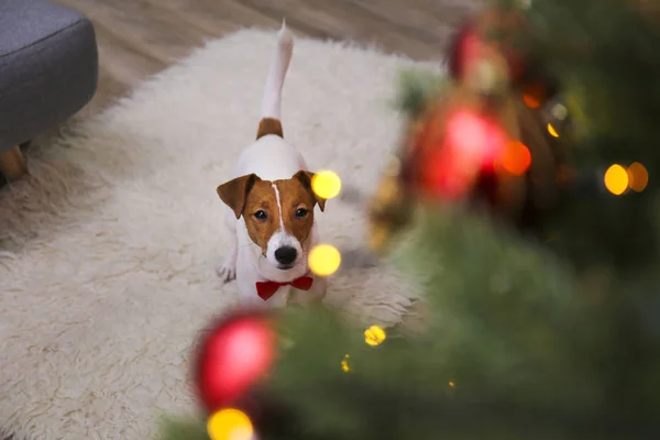 성탄절 장식 이 있는 갈색 털 자국 이 있는 강아지 얼굴에 크리스마스 장식 이 있는 강아지. — 스톡 사진