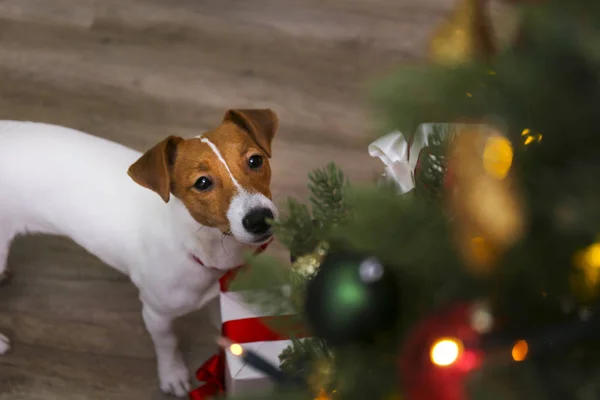 Chiot drôle avec des taches de fourrure marron sur le visage à la maison avec décor de Noël . — Photo