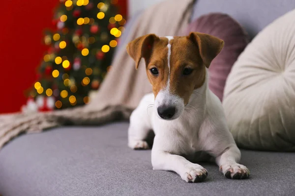 Cachorro divertido con manchas de piel marrón en la cara en casa con decoración de Navidad . — Foto de Stock