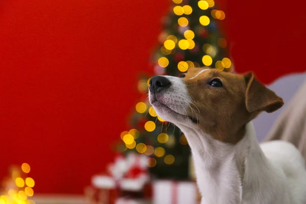 Chiot drôle avec des taches de fourrure marron sur le visage à la maison avec décor de Noël . — Photo