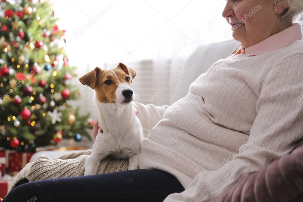 Old age woman and funny puppy with brown fur stains on face at home with christmas decor.