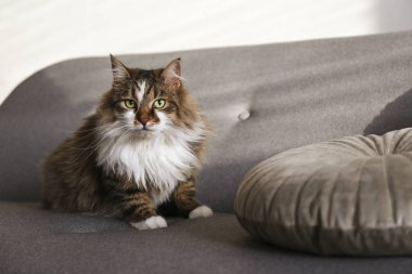 Evdeki güzel ve tüylü üç renkli tekir kedinin portresi, doğal ışık.