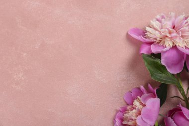 Güzel şakayık çiçekleri dokulu arka plan üzerinde yakın çekim yaparlar ve metin için bir sürü kopya alanı vardır. Uluslararası kadınların annelerinin sevgililerinin ilk bahar günü. Yaklaş, üstten bak, arkaplan, düz yat.