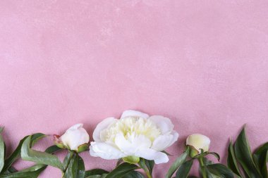 Güzel şakayık çiçekleri dokulu arka plan üzerinde yakın çekim yaparlar ve metin için bir sürü kopya alanı vardır. Uluslararası kadınların annelerinin sevgililerinin ilk bahar günü. Yaklaş, üstten bak, arkaplan, düz yat.