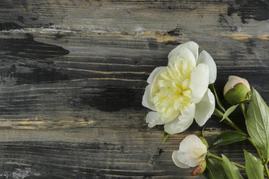 Güzel şakayık çiçekleri dokulu arka plan üzerinde yakın çekim yaparlar ve metin için bir sürü kopya alanı vardır. Uluslararası kadınların annelerinin sevgililerinin ilk bahar günü. Yaklaş, üstten bak, arkaplan, düz yat.