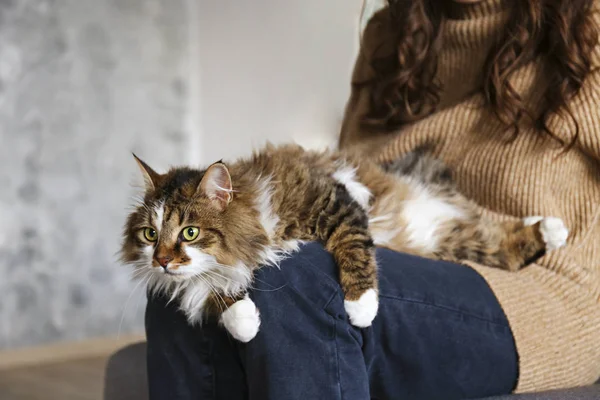 Portrét krásné a nadýchané trojbarevné tabby kočka doma, přirozené světlo. — Stock fotografie