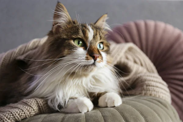 Portret van mooie en pluizige tri gekleurde tabby kat thuis, natuurlijk licht. — Stockfoto