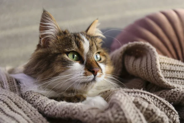 Retrato de hermoso y esponjoso tri coloreado gato tabby en casa, luz natural . —  Fotos de Stock