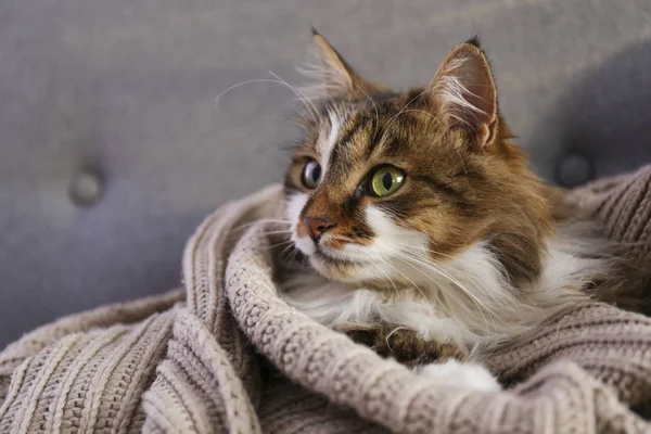 Retrato de hermoso y esponjoso tri coloreado gato tabby en casa, luz natural . —  Fotos de Stock