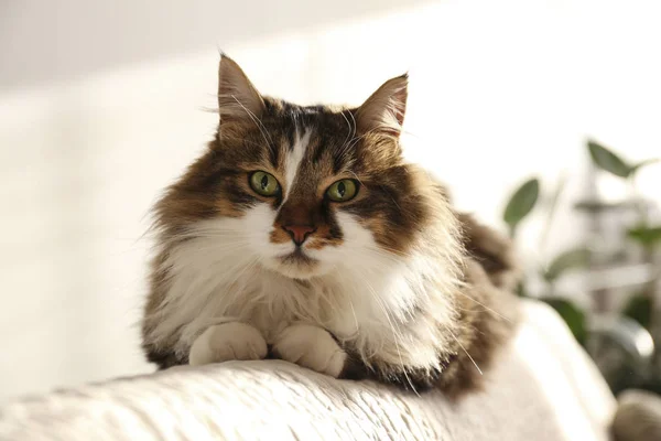 Porträt der schönen und flauschigen dreifarbigen Tabby-Katze zu Hause, natürliches Licht. — Stockfoto