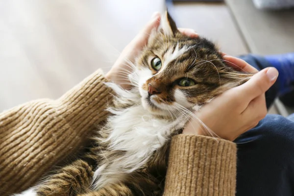 Πορτρέτο της όμορφης και αφράτης τρίχρωμη tabby γάτα στο σπίτι, φυσικό φως. — Φωτογραφία Αρχείου