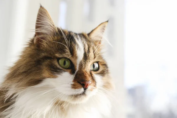 Portrait of beautiful and fluffy tri colored tabby cat at home, natural light. — Stock Photo, Image