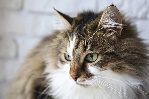 Portret van mooie en pluizige tri gekleurde tabby kat thuis, natuurlijk licht. — Stockfoto