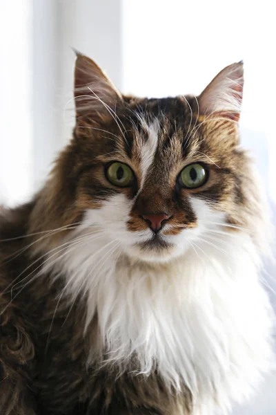 Portret van mooie en pluizige tri gekleurde tabby kat thuis, natuurlijk licht. — Stockfoto