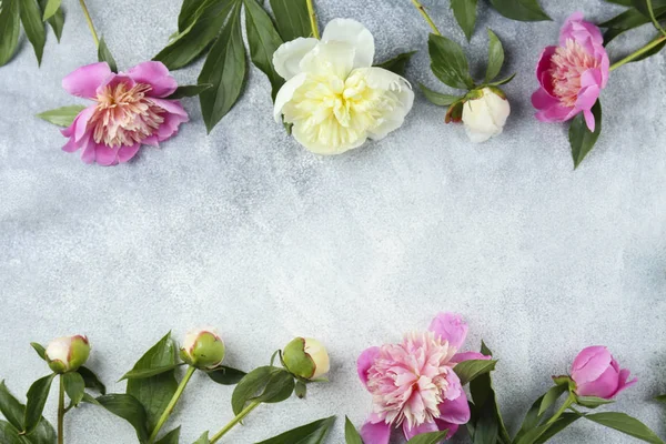 Schöne Pfingstrosenblüten Nahaufnahme über strukturiertem Hintergrund mit viel Kopierraum für Text. Der erste Frühlingstag der internationalen Frauenkirche. Nahaufnahme, Draufsicht, Hintergrund, flache Lage. — Stockfoto