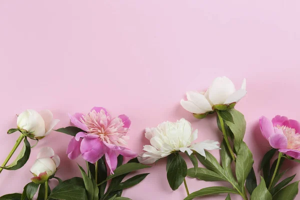 Beautiful peony flowers closeup over textured background with a lot of copy space for text. International women's mother's valentine's first spring day. Close up, top view, backdrop, flat lay. — 스톡 사진