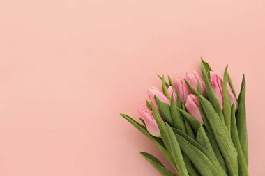 Bir sürü pembe bahar çiçeği ve metin için bir sürü kopya alanı.