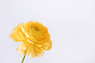 Macro shot of single ranunculus spring flower on textured backgound with a lot of copy space for text. Top view, flat lay composition.