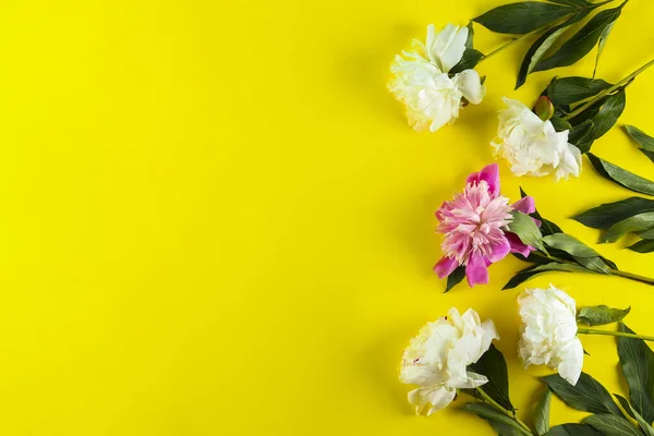 Красиві Квіти Півонії Крупним Планом Текстурованому Фоні Великою Кількістю Копіювального — стокове фото