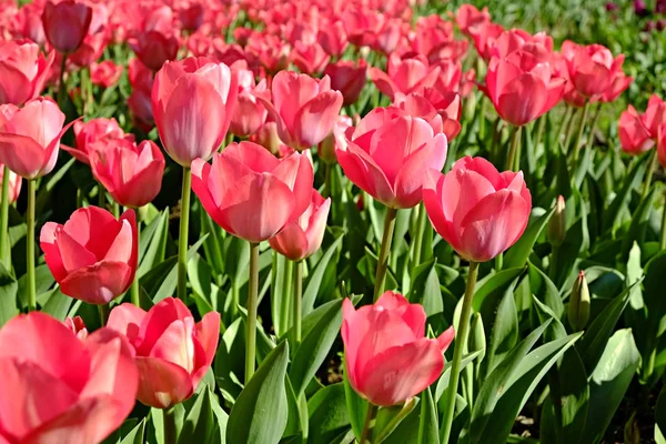 Enfoque Selectivo Campo Plantado Con Muchos Tulipanes Primavera Fondo Colorido — Foto de Stock