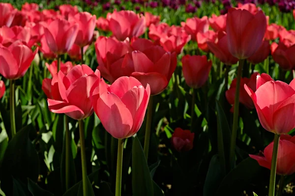 Enfoque Selectivo Campo Plantado Con Muchos Tulipanes Primavera Fondo Colorido — Foto de Stock