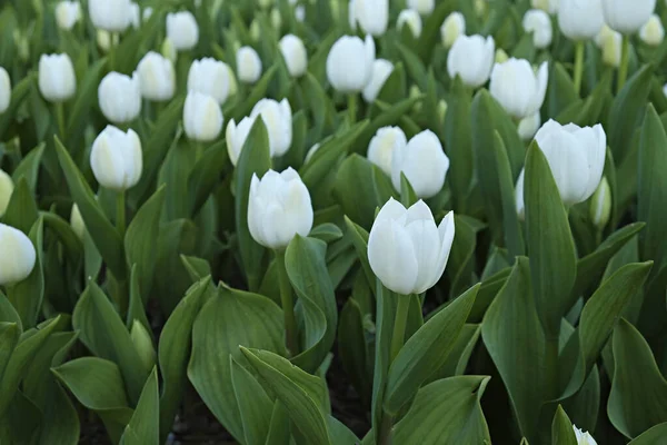 Szelektív Összpontosít Egy Mező Beültetett Sok Tulipánok Tavasszal Színes Háttér — Stock Fotó