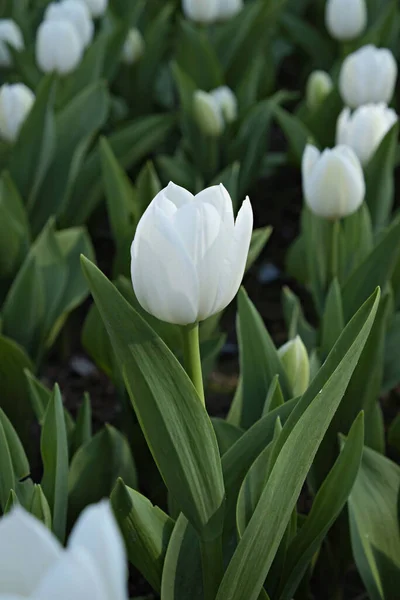 Szelektív Összpontosít Egy Mező Beültetett Sok Tulipánok Tavasszal Színes Háttér — Stock Fotó