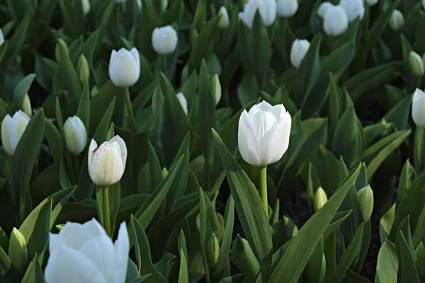 Szelektív Összpontosít Egy Mező Beültetett Sok Tulipánok Tavasszal Színes Háttér — Stock Fotó