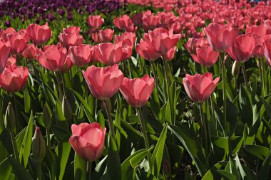 Seçmeli odak. Bahar aylarında birçok lalelerle dikilmiş bir alan. Bahar tatili sezonu için çiçekler ile renkli arka plan. Yakın çekim, kopya alanı, üstteki görünüm.
