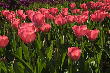 Seçmeli odak. Bahar aylarında birçok lalelerle dikilmiş bir alan. Bahar tatili sezonu için çiçekler ile renkli arka plan. Yakın çekim, kopya alanı, üstteki görünüm.