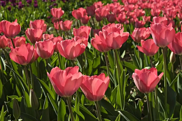 Enfoque Selectivo Campo Plantado Con Muchos Tulipanes Primavera Fondo Colorido — Foto de Stock