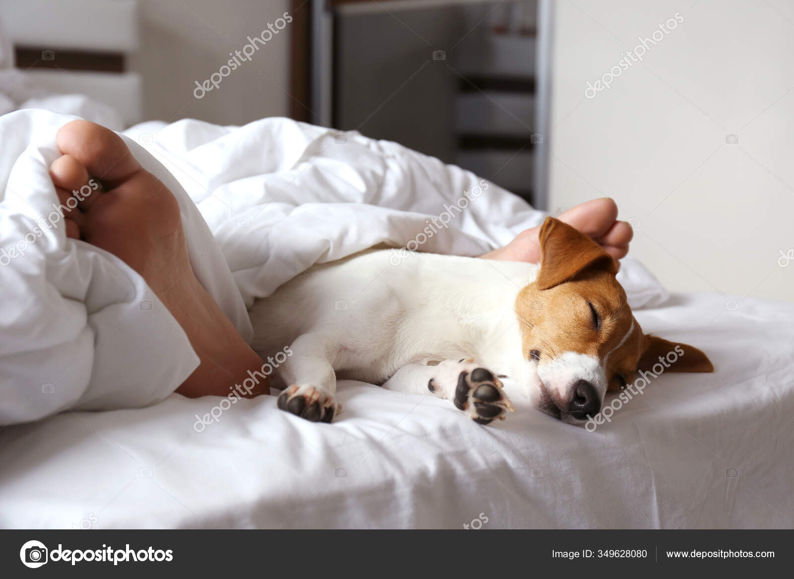 Emotional Support Animal Concept Sleeping Man's Feet Jack Russell Terrier Stock Photo by