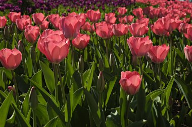 Seçmeli odak. Bahar aylarında birçok lalelerle dikilmiş bir alan. Bahar tatili sezonu için çiçekler ile renkli arka plan. Yakın çekim, kopya alanı, üstteki görünüm.