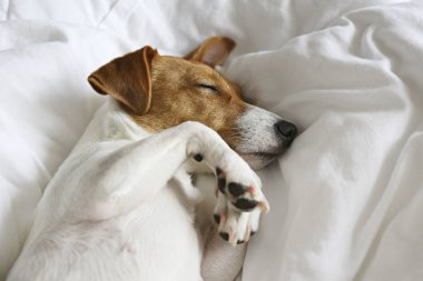 Beyaz çarşaflı bir yatakta uyuyan koca kulaklı şirin Jack Russel teriyer köpeği. Komik kürk lekeleri olan sevimli köpek çok güzel pozisyonlarda yatıyor. Kapat, kopyala boşluk, arkaplan.