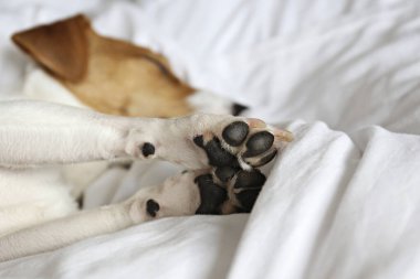 Beyaz çarşaflı bir yatakta uyuyan koca kulaklı şirin Jack Russel teriyer köpeği. Komik kürk lekeleri olan sevimli köpek çok güzel pozisyonlarda yatıyor. Kapat, kopyala boşluk, arkaplan.