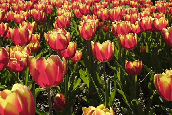Выборочный Фокус Поле Засеянное Множеством Тюльпанов Весной Красочный Фон Цветами — стоковое фото