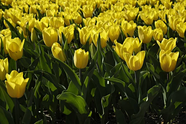 Enfoque Selectivo Campo Plantado Con Muchos Tulipanes Primavera Fondo Colorido — Foto de Stock