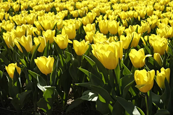 Enfoque Selectivo Campo Plantado Con Muchos Tulipanes Primavera Fondo Colorido — Foto de Stock