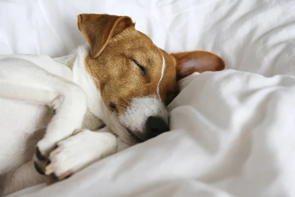 Portrait De Chien De Russell De Vérin De Dormir Sur Le Canapé Photo stock -  Image du contemporain, animal: 205054026