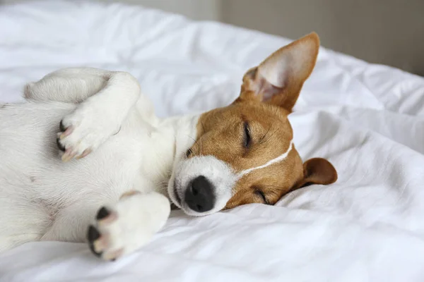 Cute Jack Russel Terrier Puppy Big Ears Sleeping Bed White — Stock Photo, Image