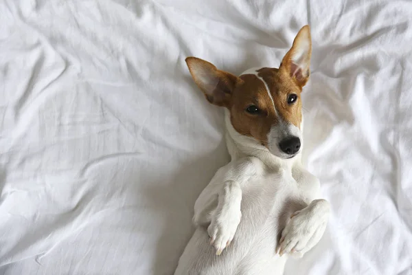 Lindo Cachorro Jack Russel Terrier Con Orejas Grandes Durmiendo Una — Foto de Stock