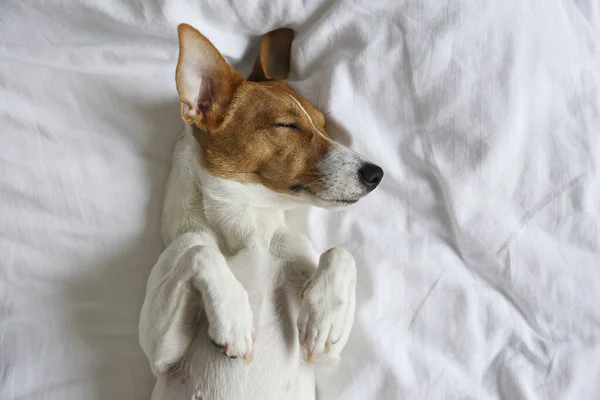 Bonito Cachorro Jack Russel Terrier Com Orelhas Grandes Dormindo Uma — Fotografia de Stock