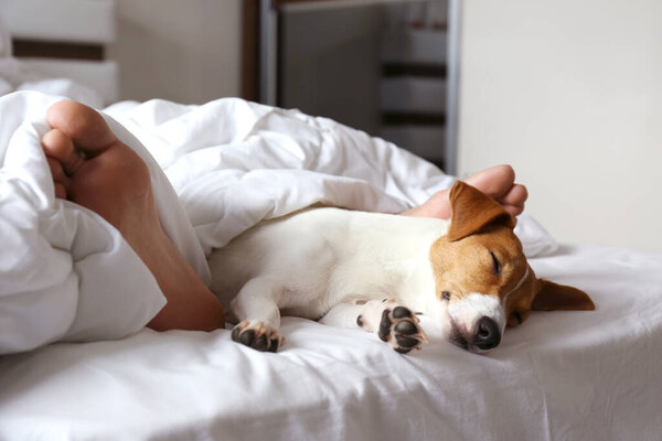 Emotional support animal concept. Sleeping man's feet with jack russell terrier dog in bed. Adult male and his pet lying together on white linens covered with blanket. Close up, copy space, background