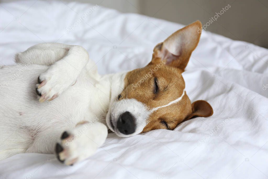 Cute Jack Russel terrier puppy with big ears sleeping on a bed with white linens. Small adorable doggy with funny fur stains lying in adorable positions. Close up, copy space, background.