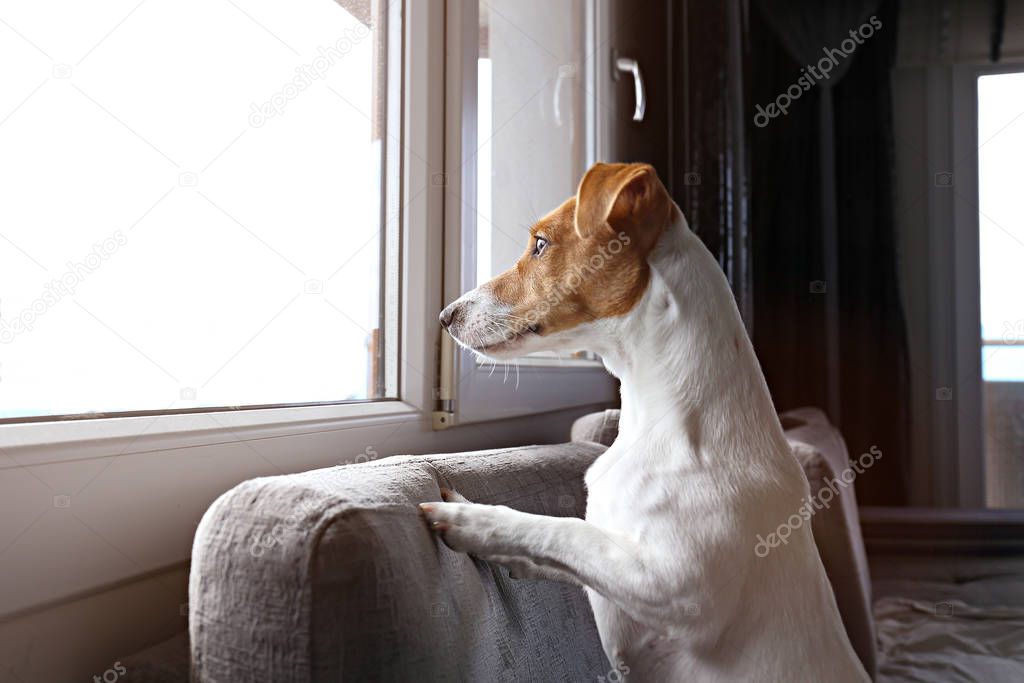 Jack Russell terrier is waiting for owner, looking at a huge window. Small adorable doggy with funny fur stains sitting in anticipation of walk. Close up, copy space, background.