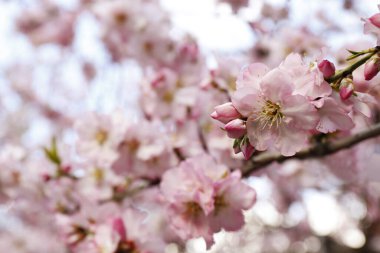 Badem ağacının bahar mevsiminde, açık mavi arka planda açtığı güzel bir makarnanın makro çekimi. Yumuşak pembe çiçeklerle dolu dallar, yoğun çiçek kümeleri. Arkaplan, kapat, kopyala alanı, ekin görüntüsü.